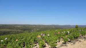 Vendanges à St Jean Minervois