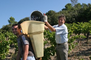 Vendanges à St Jean Minervois